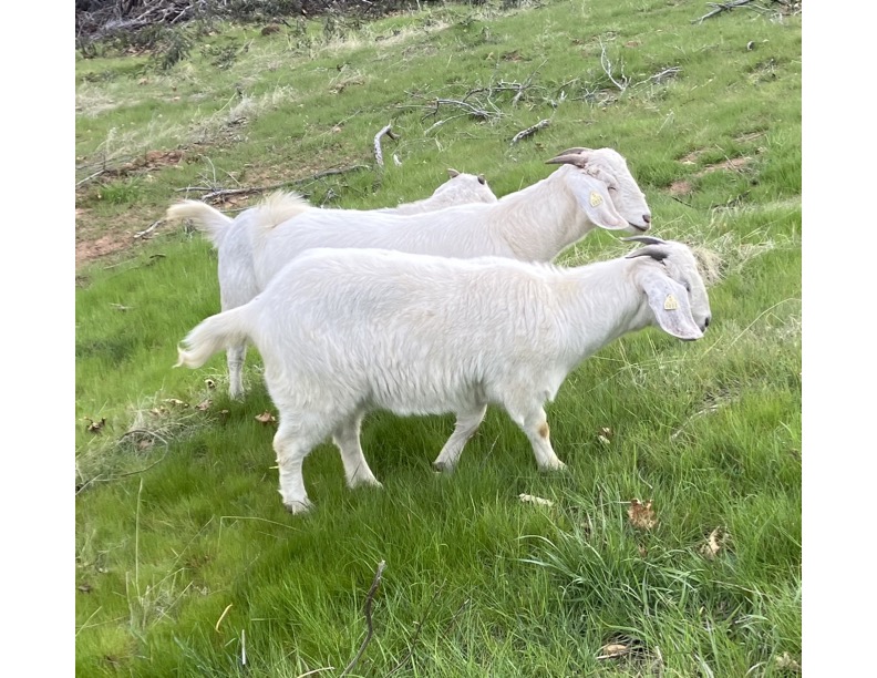 822 feeding