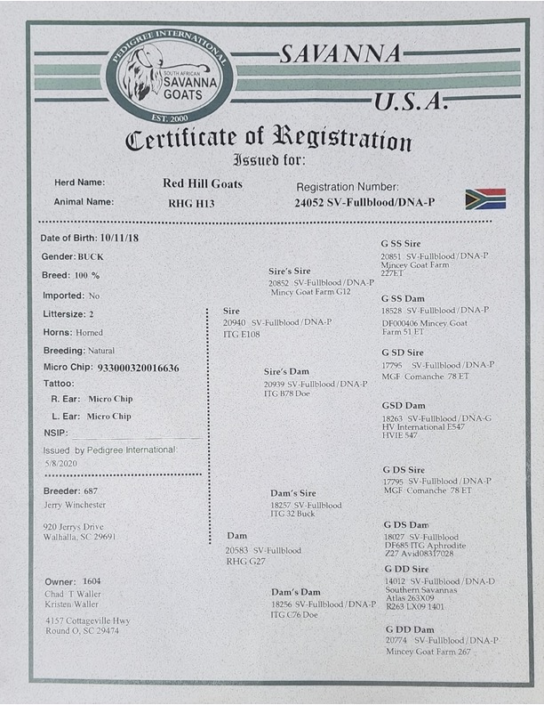 rhg h13 pedigree